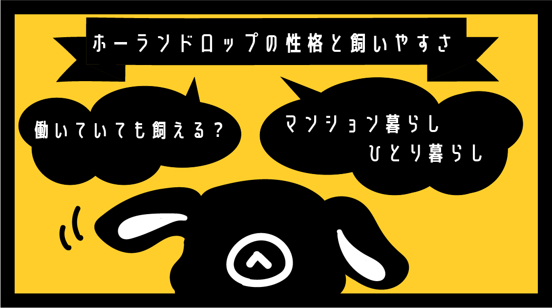 共働き 一人暮らしでも ホーランドロップの性格と飼いやすさ ネザーとの比較 Rag Lop