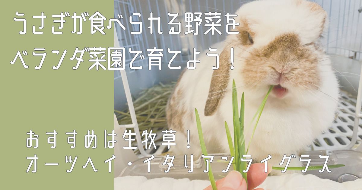 うさぎが食べられる野菜をベランダ菜園で育てる おすすめは生牧草 オーツヘイ イタリアンライグラス Rag Lop うさぎが食べられる野菜をベランダ菜園で育てる おすすめは生牧草 オーツヘイ イタリアンライグラス Rag Lop